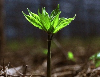 歷史上導(dǎo)致三七價(jià)格暴跌的罪魁禍?zhǔn)椎降资钦l(shuí)？（一）